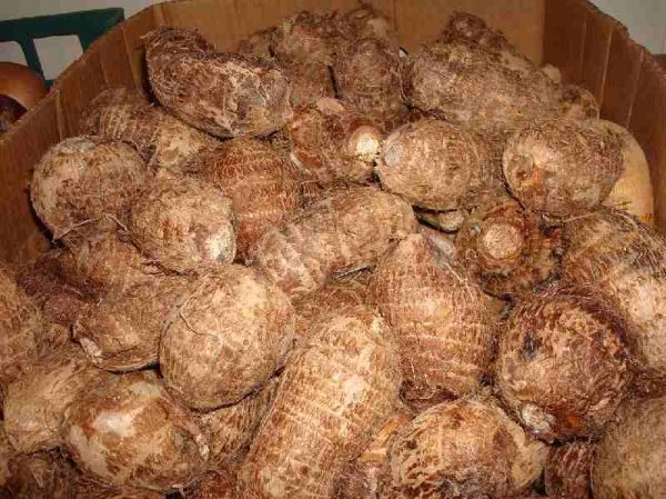 GABE . Taro Tuber or coco yam 1kg. Back in Stock