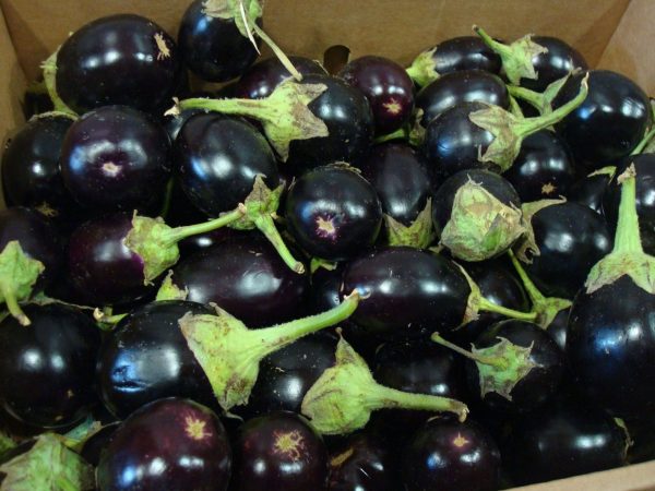 Round Purple Egg Plant or Talong 1/2 kg.